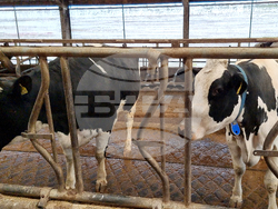 Село Слаковци - кравеферма - семеен бизнес