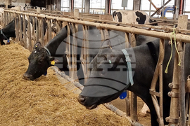 Село Слаковци - кравеферма - семеен бизнес