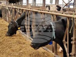 Село Слаковци - кравеферма - семеен бизнес