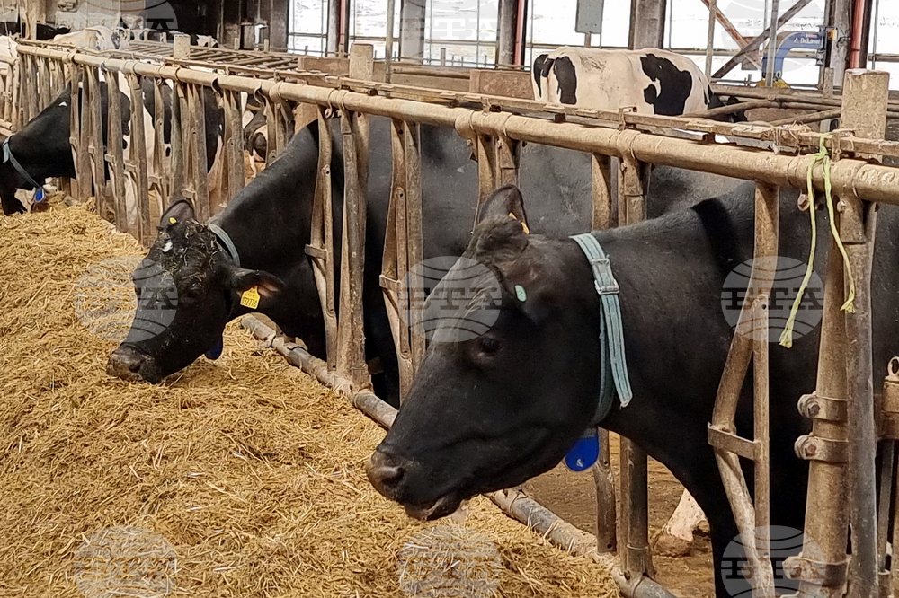 Село Слаковци - кравеферма - семеен бизнес