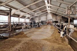 Село Слаковци - кравеферма - семеен бизнес