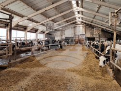 Село Слаковци - кравеферма - семеен бизнес