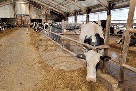 Село Слаковци - кравеферма - семеен бизнес