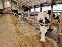 Село Слаковци - кравеферма - семеен бизнес