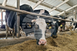 Село Слаковци - кравеферма - семеен бизнес