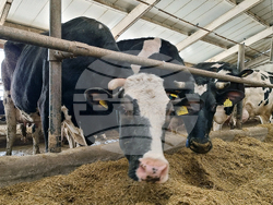 Село Слаковци - кравеферма - семеен бизнес