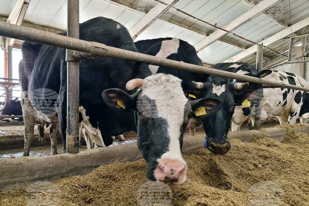 Село Слаковци - кравеферма - семеен бизнес