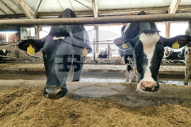 Село Слаковци - кравеферма - семеен бизнес