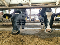 Село Слаковци - кравеферма - семеен бизнес