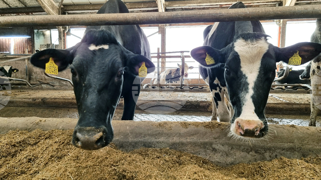 Ново огнище на болестта „син език“ по животните е регистрирано в Смолян 