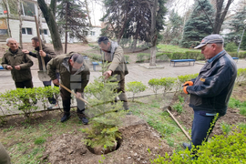Кърджали - МБАЛ „Д-р Ат. Дафовски“ - залесяване