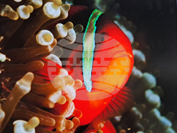 Кадър от изложбата „Малките обитатели на голямото море“. Снимка: НМ „Земята и хората“