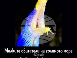 Плакатът на изложбата „Малките обитатели на голямото море“. Снимка: НМ „Земята и хората“