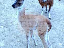 Снимка: Община Стара Загора