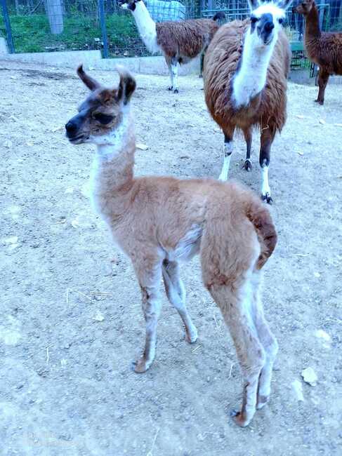 Бебе лама се роди в зоопарка в Стара Загора