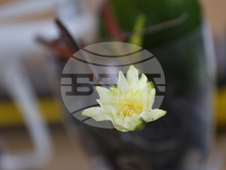 Благоевград - младежка инициатива - водни лилии