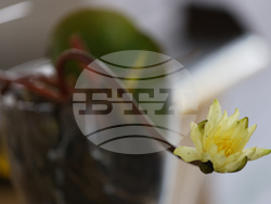 Благоевград - младежка инициатива - водни лилии