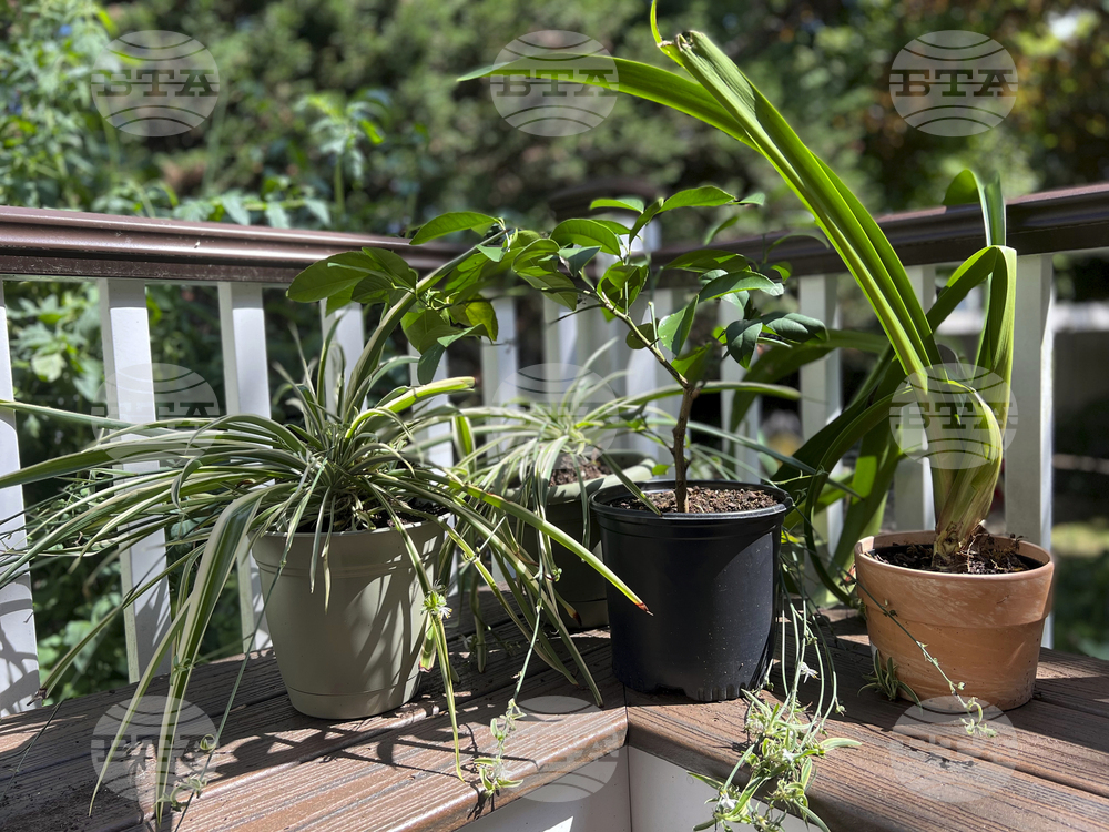 Gardening - Houseplant Vacation