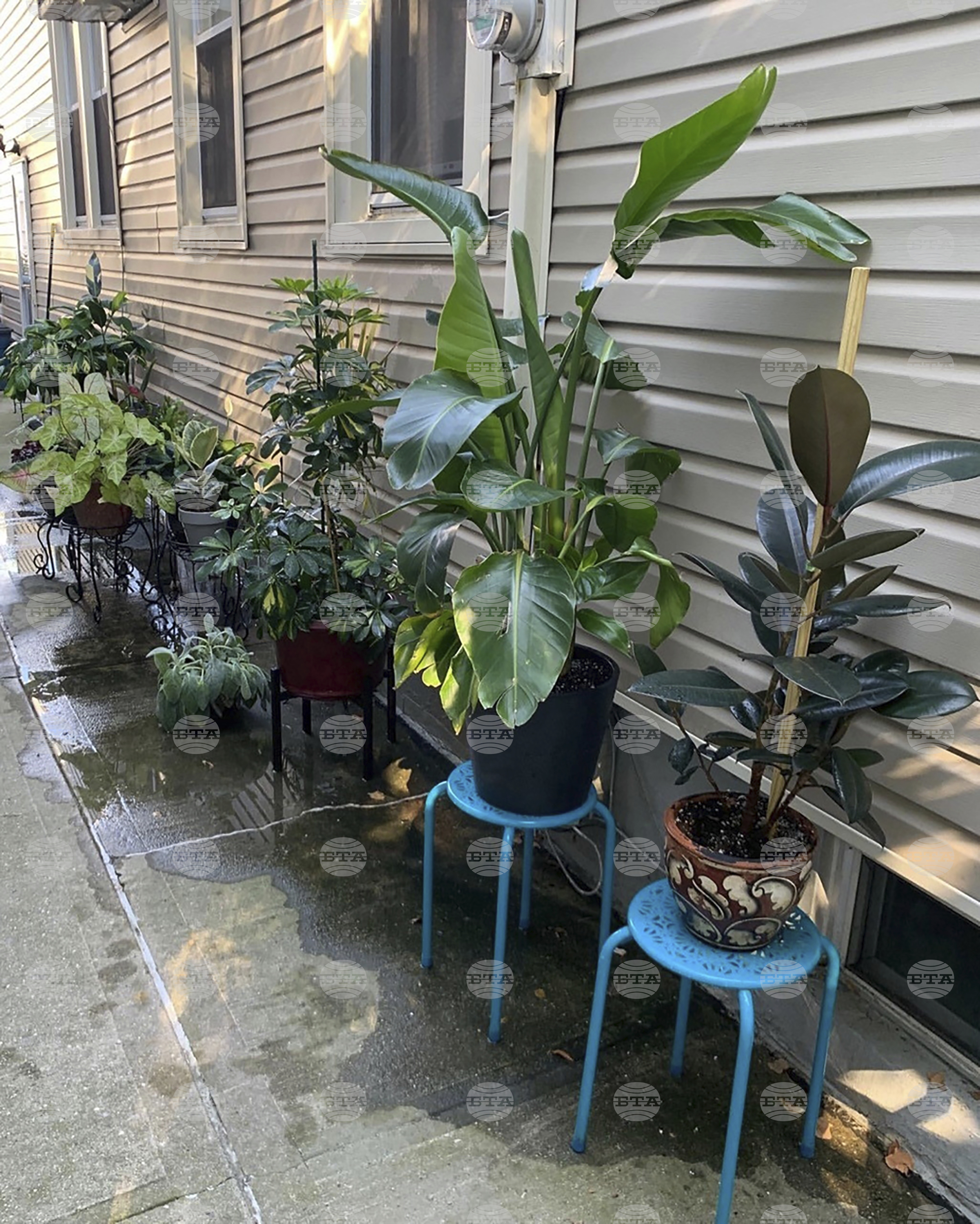 Gardening - Houseplant Vacation