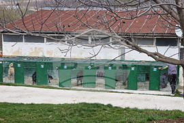 Разград - приют за животни - деца - посещение