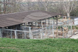 Разград - приют за животни - деца - посещение