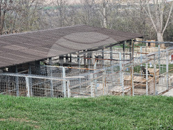 Разград - приют за животни - деца - посещение