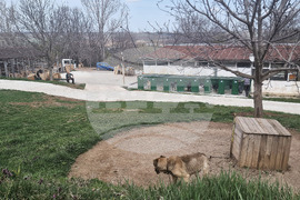 Разград - приют за животни - деца - посещение