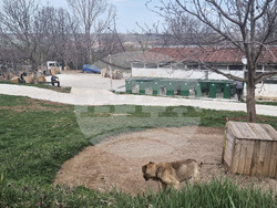 Разград - приют за животни - деца - посещение