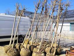 Снимка: Столична община