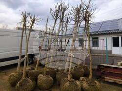 Снимка: Столична община