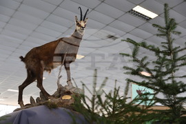 Пловдив - "Природа. Лов. Риболов" - изложение - "Цветна пролет" - специализирана изложба