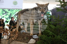 Пловдив - "Природа. Лов. Риболов" - изложение - "Цветна пролет" - специализирана изложба