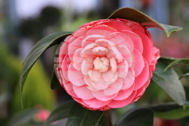 Пловдив - "Природа. Лов. Риболов" - изложение - "Цветна пролет" - специализирана изложба