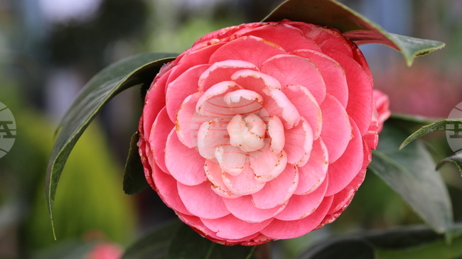 Plovdiv International Fair to Host Nature. Hunting. Fishing, Flower Exhibitions March 18-22