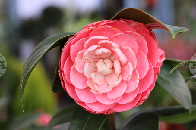 Plovdiv International Fair to Host Nature. Hunting. Fishing, Flower Exhibitions March 18-22