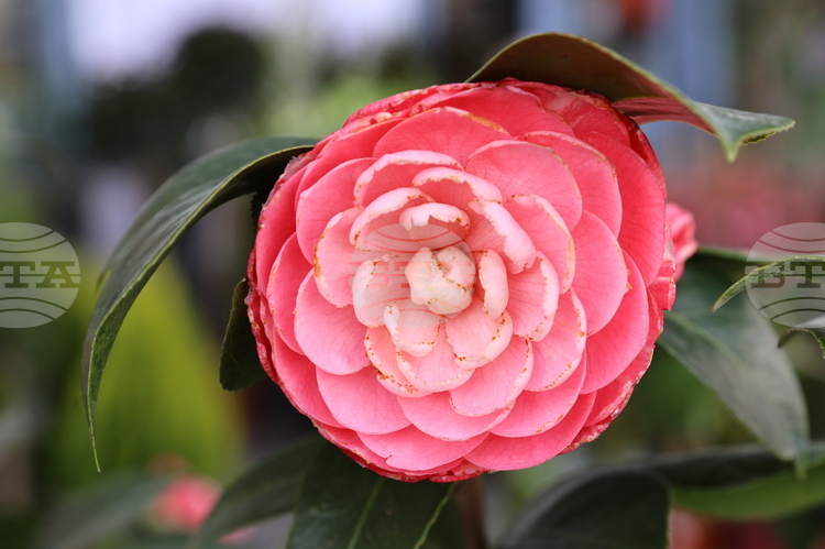 Plovdiv International Fair to Host Nature. Hunting. Fishing, Flower Exhibitions March 18-22