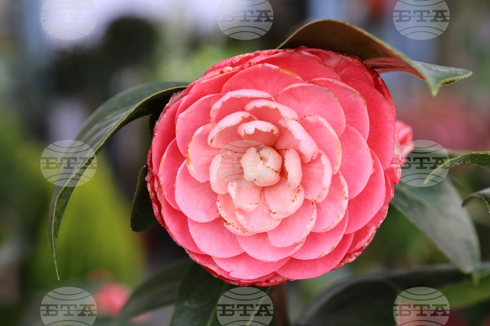 Пловдив - "Природа. Лов. Риболов" - изложение - "Цветна пролет" - специализирана изложба