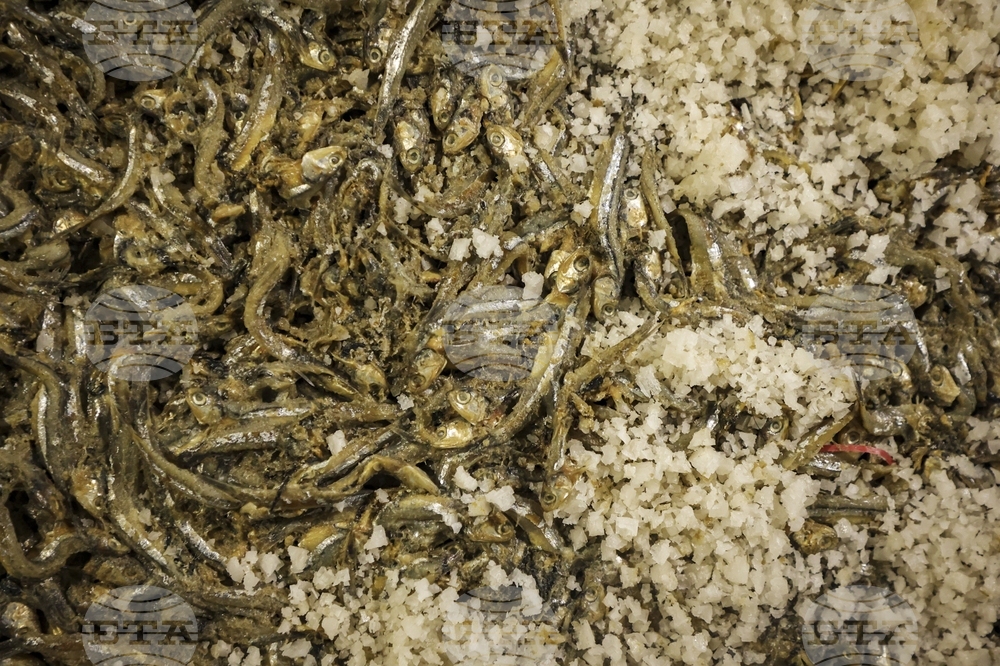 Climate Vietnam Fish Sauce