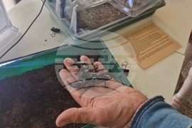 Троян - Село Черни Осъм - природонаучен музей - изложба - охлюви - насекоми
