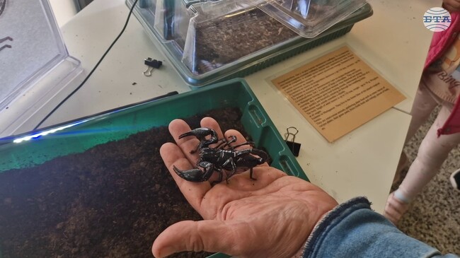 Гигантски охлюви и екзотични насекоми представя изложба в Природонаучния музей в село Черни Осъм