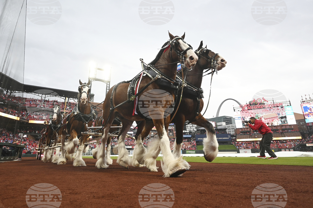 Twins Cardinals Baseball