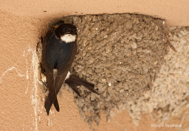 Лястовици, бързолети и прилепи са защитените видове, които се срещат в предвидените за саниране 16 блока в Сливен