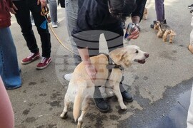 Протест срещу насилието над животни