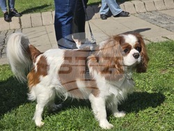 Благоевград - протест в защита на животните