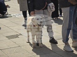 Благоевград - протест в защита на животните