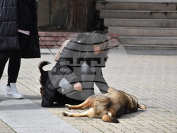 Хасково - протест срещу насилието над животни