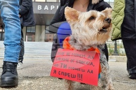 Варна - протест срещу насилието над животни