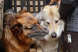 Протест срещу насилието над животни