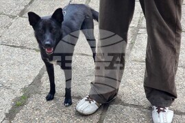 Кюстендил - протестно шествие срещу насилието над животни