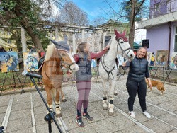 Кюстендил - „Конете като цвят“ - изложба